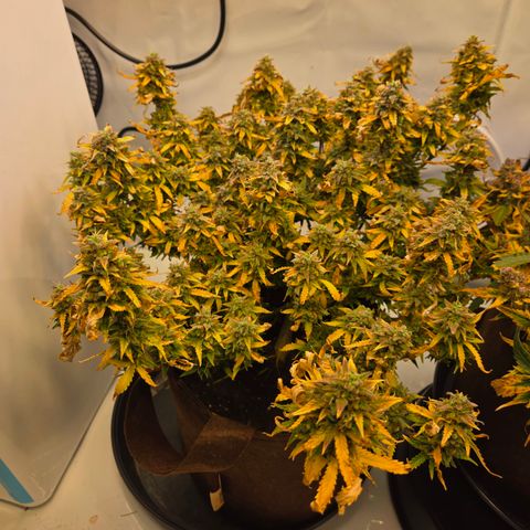 Amnesia Haze Auto Run #1 growlog timeline photo