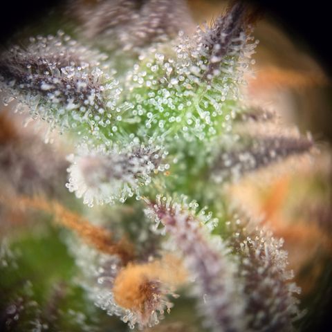 Amnesia Haze Auto Run #1 growlog timeline photo