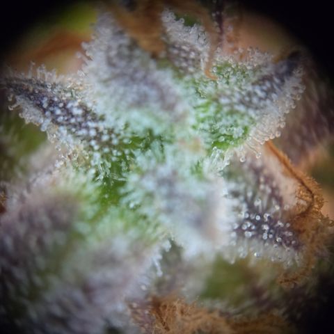 Amnesia Haze Auto Run #1 growlog timeline photo