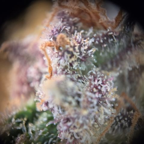 Blue Dream Auto Run #1 growlog timeline photo