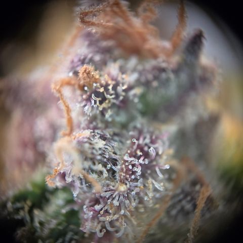 Blue Dream Auto Run #1 growlog timeline photo
