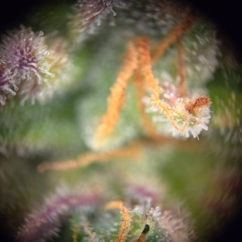 Amnesia Haze Auto Run #1 growlog timeline photo