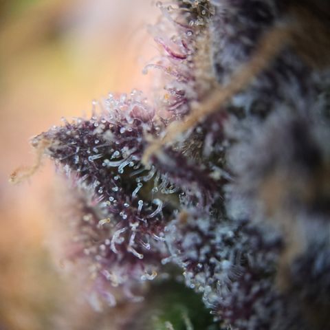 Blue Dream Auto Run #1 growlog timeline photo