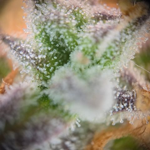 Amnesia Haze Auto Run #1 growlog timeline photo