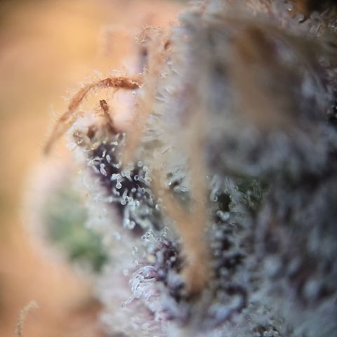 Blue Dream Auto Run #1 growlog timeline photo