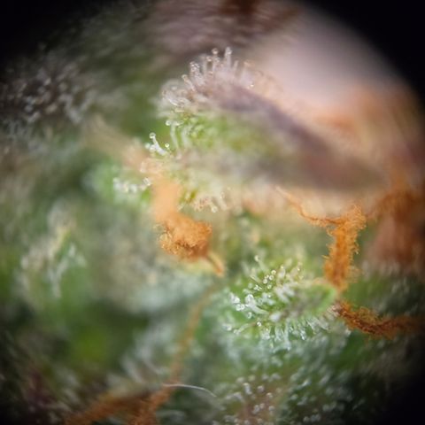 Amnesia Haze Auto Run #1 growlog timeline photo