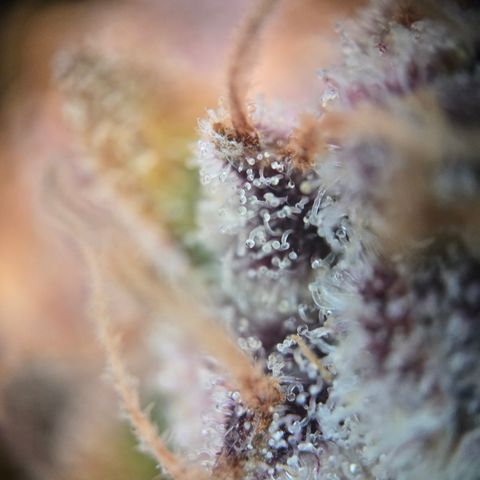 Blue Dream Auto Run #1 growlog timeline photo