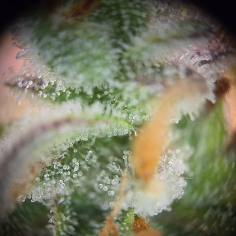 Amnesia Haze Auto Run #1 growlog timeline photo