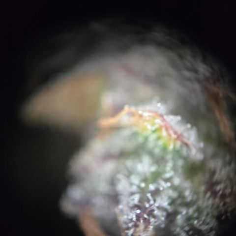 Blue Dream Auto Run #1 growlog timeline photo