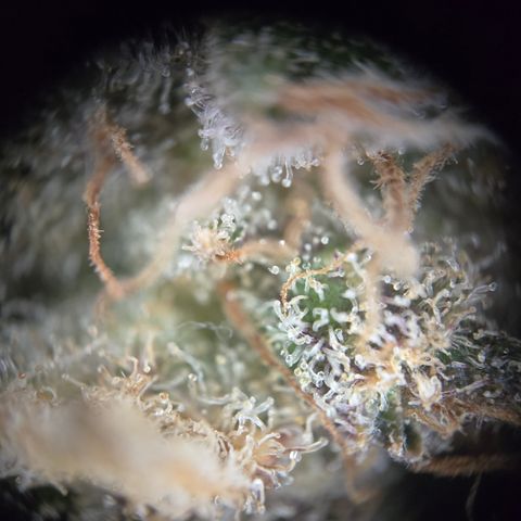 Blue Dream Auto Run #1 growlog timeline photo