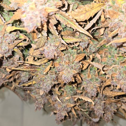 Blue Dream Auto Run #1 growlog timeline photo