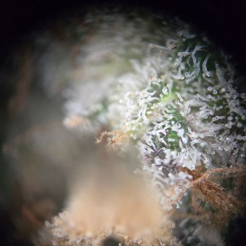 Blue Dream Auto Run #1 growlog timeline photo