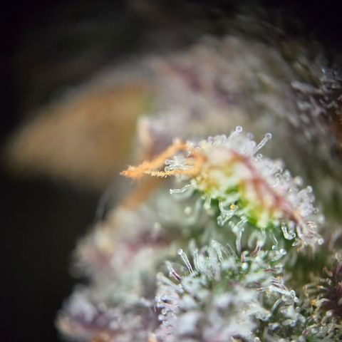 Blue Dream Auto Run #1 growlog timeline photo