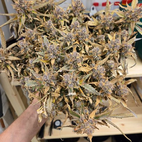 Blue Dream Auto Run #1 growlog timeline photo