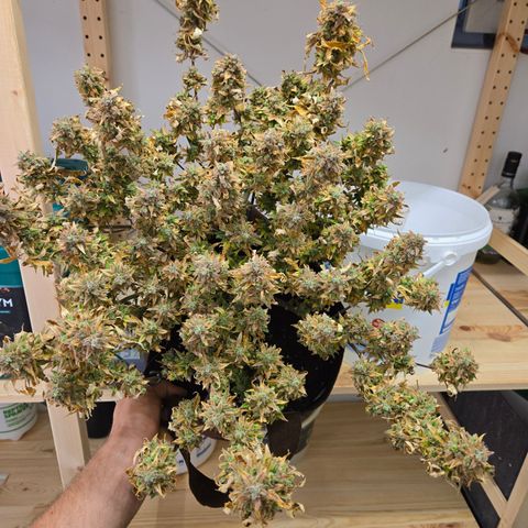 Amnesia Haze Auto Run #1 growlog timeline photo