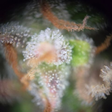 Amnesia Haze Auto Run #1 growlog timeline photo