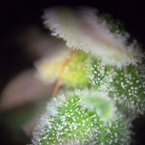 Amnesia Haze Auto Run #1 growlog timeline photo