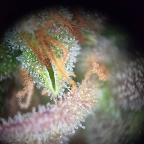 Amnesia Haze Auto Run #1 growlog timeline photo