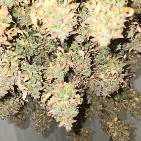 Amnesia Haze Auto Run #1 growlog timeline photo