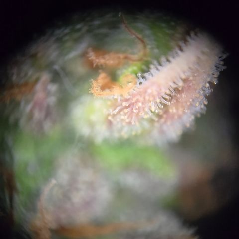 Amnesia Haze Auto Run #1 growlog timeline photo