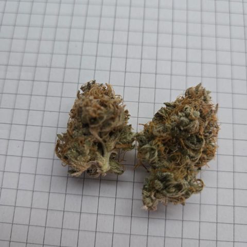Gorilla Auto Run #1 growlog timeline photo