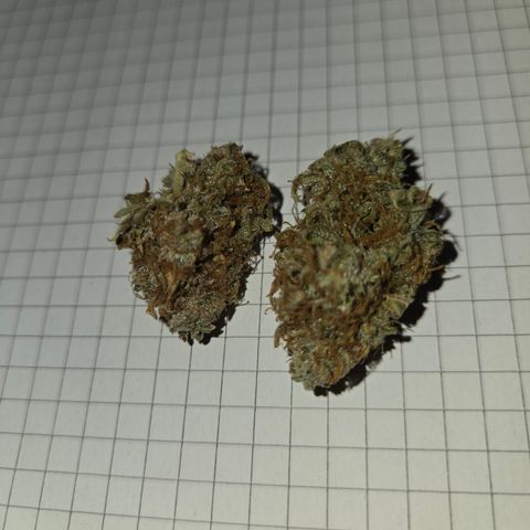 Gorilla Auto Run #1 growlog timeline photo