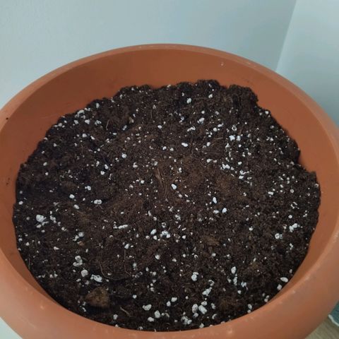 White Widow growlog photo: Planted 06:30 3.65kg