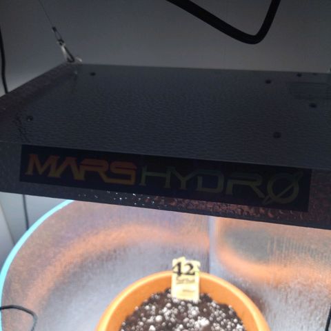 White Widow growlog timeline photo
