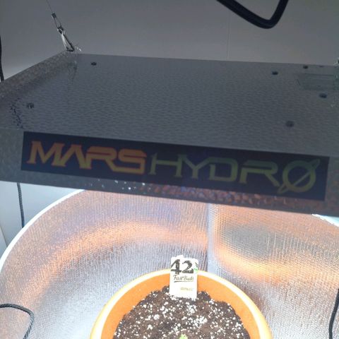 White Widow growlog timeline photo