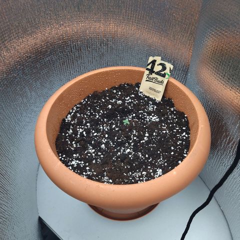 White Widow growlog timeline photo