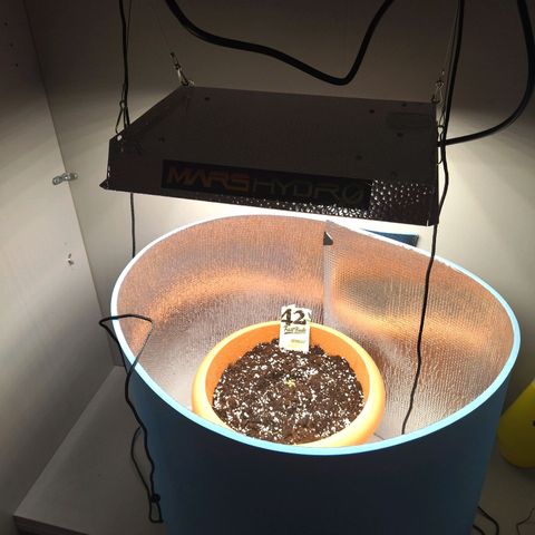White Widow growlog timeline photo