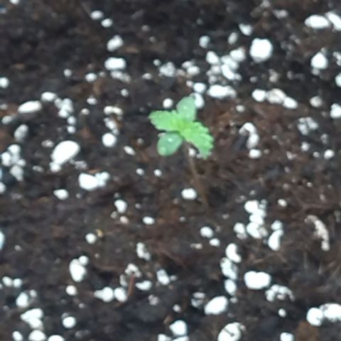 White Widow growlog timeline photo