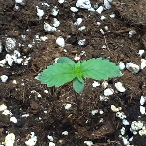 White Widow growlog timeline photo