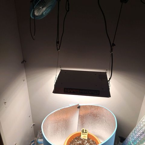 White Widow growlog timeline photo