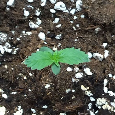 White Widow growlog timeline photo
