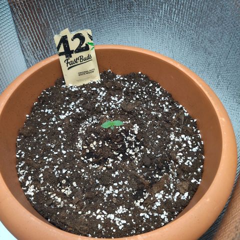 White Widow growlog timeline photo
