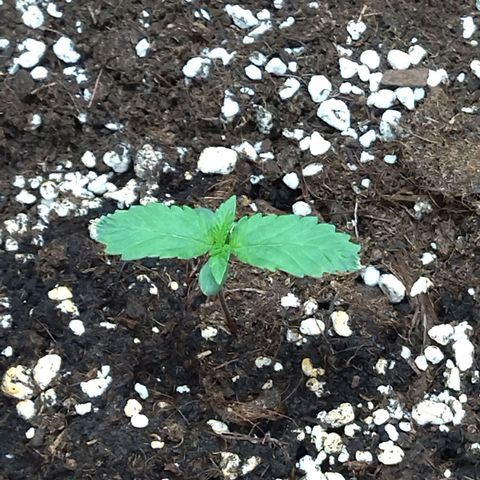 White Widow growlog timeline photo
