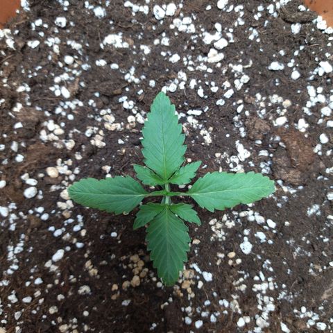 White Widow growlog timeline photo