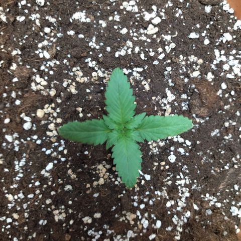White Widow growlog timeline photo