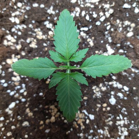 White Widow growlog timeline photo