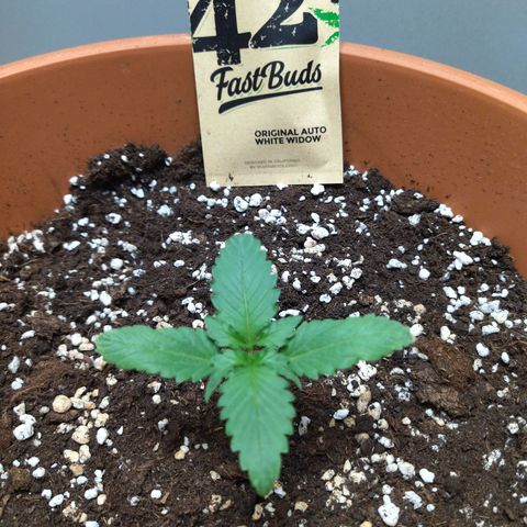 White Widow growlog timeline photo