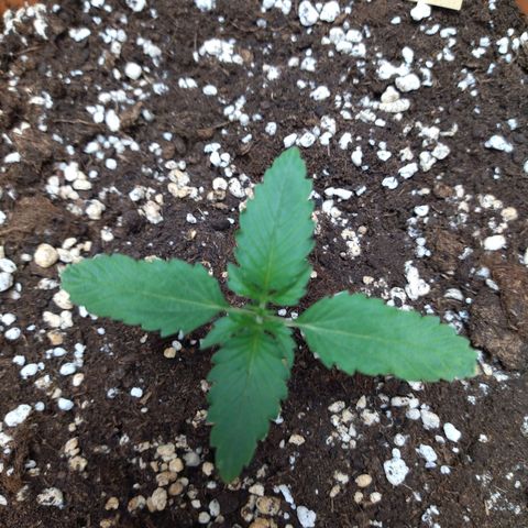 White Widow growlog timeline photo