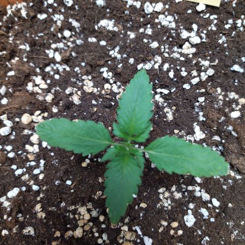 White Widow growlog timeline photo