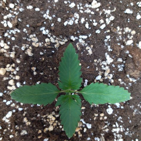 White Widow growlog timeline photo