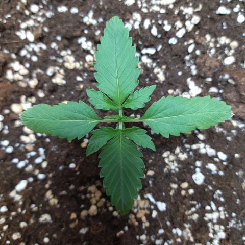 White Widow growlog timeline photo