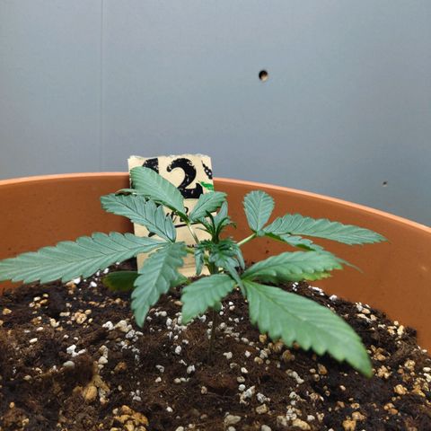 White Widow growlog timeline photo