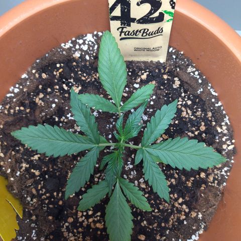 White Widow growlog timeline photo