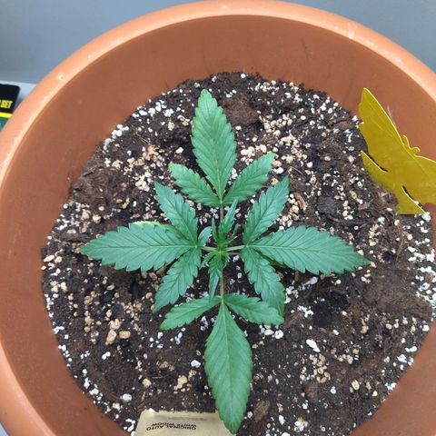 White Widow growlog timeline photo