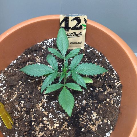 White Widow growlog timeline photo