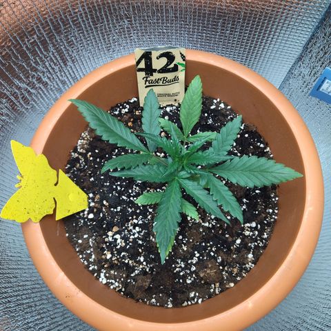 White Widow growlog timeline photo
